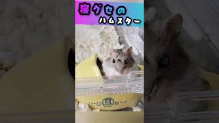 寝グセがすぎるハムスター/Hamster with messy hair #ずんだもん