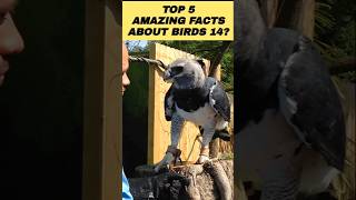 Top 5 Amazing Facts About Birds In Hindi Part 14 #shorts #facts #birds #top10anything