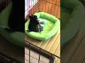 【赤ちゃんチワワ】ぴょん！ぴょん！楽しくて思わず跳ねちゃう極小チワワ　a fun and bouncing chihuahua puppy ＃shorts