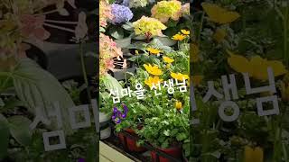 #섬마을선생님 #이미자 가수님의젊은시절목소리네요 #봄꽃구경하러가요