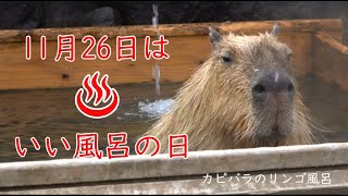 いい風呂の日（11月26日）カピバラのリンゴ風呂🍎