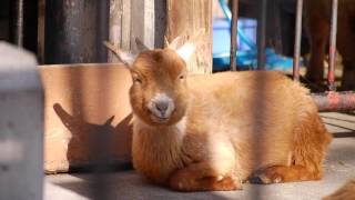 【大宮公園 小動物園】微笑みながらムシャムシャする顔が人間のようで面白いヤクシマヤギ【面白い動物に会いに 動物園に行こう】