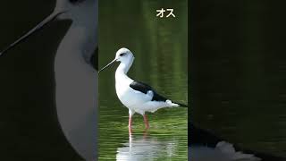 🐦【鳥図鑑】🐦セイタカシギ（68）Black-winged Stilt