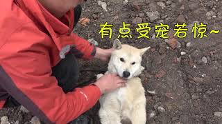 湖南田园犬小白，千里迢迢来到安徽合肥，见到新主人它会接受吗？