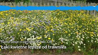 NoO 08: Łąki kwietne lepsze od trawnika?