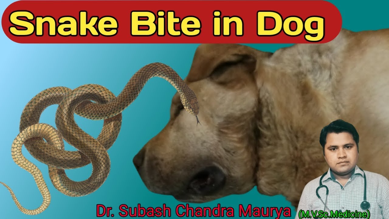 Symptoms And Treatment Of Snake Bite In Dogs / Save The Dog From Snake ...