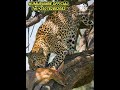 🛑WITH GREATEST PREY LEOPARD FAIL TO CLIMBS THE TREES  #animals