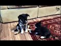 Best Adorable Attacks, Discover Pets Videos - 1 |Animals Discover| |Pets Top| Pets Clips