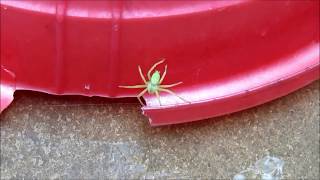 Found a ''Green Huntsman Spider'' and Catches with a Stick !!