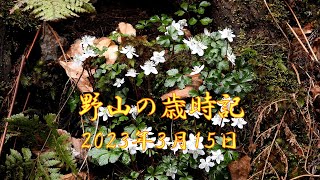 野山の歳時記　バイカオウレン（梅花黄連）とヤマシロネコノメ（山城猫の目）　2023年3月15日