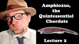 Lecture 2 Amphioxus, the Quintessential Chordate