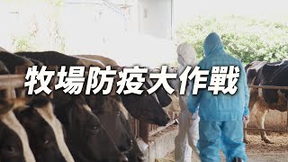 【動物傳染病】牧場防疫大作戰｜全員戒備中(我們的島 第1103集 2021-05-03)