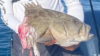 Giant gag groupers