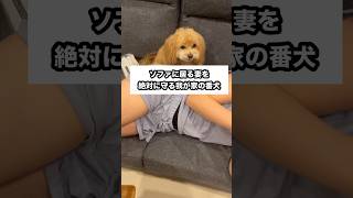 ソファに居る妻を絶対に守る我が家の番犬 #愛犬 #番犬 #犬 #ペット #dog #animals #pets #shorts #short