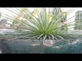 agave palito agave geminiflora