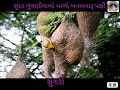 સુંદર પક્ષી સુગરી