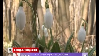 Екологи закликають українців не купувати підсніжники