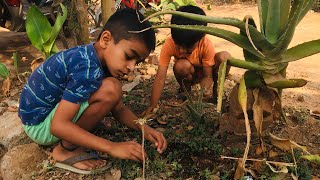 ನಮ್ಮ ಕೈ ತೋಟದ ಸಂಡೇ ಶ್ರಮ.! । Home Gardening.!