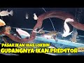 GUDANGNYA IKAN PRED4TOR ADA DISINI. PASAR IKAN HIAS LOKBIN SUSUKAN CIRACAS JAKARTA TIMUR.