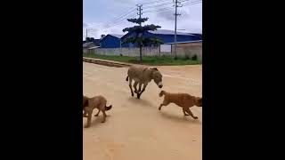 #funnycomedy donkey bite a dog when dog barking