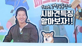 시바견 아무나 입양하지마세요!  [강형욱 훈련사님이 말하는 시바견 특징]