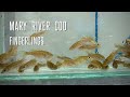 Bremer River Cod Recovery