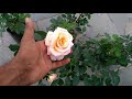 ரோஜா செடி வாங்கும்போது கவனிக்கவேண்டியவை how to buy a good rose plant rose buying tips