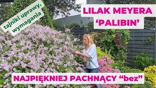 Lilak Meyera 'Palibin' - wymagania, pielęgnacja i zalety tego cudnego krzewu