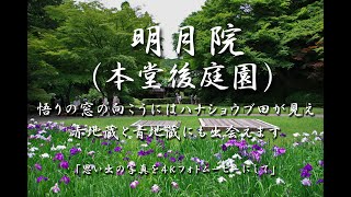 明月院（本堂後庭園 特別拝観）悟りの窓の向こうにはハナショウブ田が見え 赤地蔵と青地蔵にも出会えます　４Ｋ