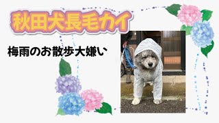 秋田犬長毛カイ雨のお散歩大嫌い