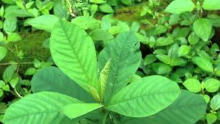 Tertiary Ingredients of Cayratia trifolia Formulations: Pankaj Oudhia's Medicinal Plant Database