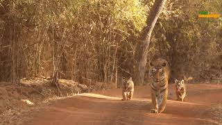 Tigress with cute cubs