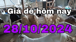 Giá dê hôm nay tại Định Quán Đồng Nai 28/10/2024