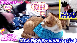 ＜2匹の猫通信＞「ほっこりライブ」暴れん坊めめちゃん元気いっぱい！逃げるハッチにロケット攻撃！ 2019 12 08　- Cat Live Stream in Japan - Cat Life TV