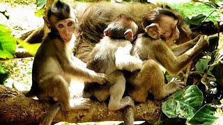 Very nice baby macaques play no sad | Monkeys gathering as family union -Nature Macaque