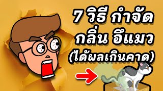 7 วิธีกำจัดกลิ่นอึแมวในบ้าน เปลี่ยนบรรยากาศให้น่าอยู่ขึ้นกว่าเดิม