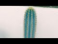 Blue cactus