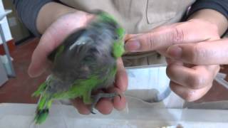 20130712  えとぴりか　　　激レア　ハツハナインコ　ベビー