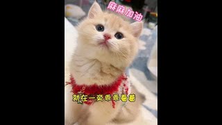 有这样的小猫咪你几点回家？#萌宠出道计划 #抖音宠物图鉴