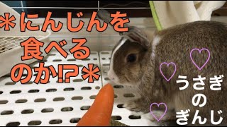 うさぎ　ぎんじ＊にんじんを食べるのか！？＊