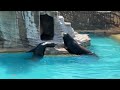 【東山動植物園】カリフォルニアアシカの鳴き声合戦 california sea lions vocal competition