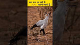 क्या Aap इस पक्षी Ko जानते Hain क्या? #ytshorts #facts #bird