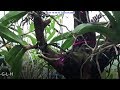 Vườn Lan lớn nhất Tp Pleiku tỉnh Gia Lai | Biggest Orchid Garden in Pleiku City, Gialai, Vietnam