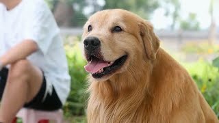 Luhu：Thank you for your hard work, Dad. I bought delicious ham for Kayan today #dog #cute #food