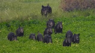 野猪入侵到农场，猎人举枪就是一通扫射！12头野猪全被打死，过瘾