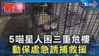 5喵星人困三重危樓 動保處急誘捕救援｜TVBS新聞