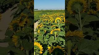 beautiful sunflowers # varuvanillarumee # malayalam song