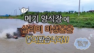 메기 양식장에 살리미 미생물을 넣어봤습니다!!