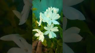 কুন্দ ফুল | garden paradise | garden