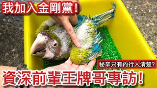 拜碼頭！「混種金剛」始祖大前輩專訪? 砸千萬養寵物鳥讓人刮目相看！【鸚鵡小木屋】